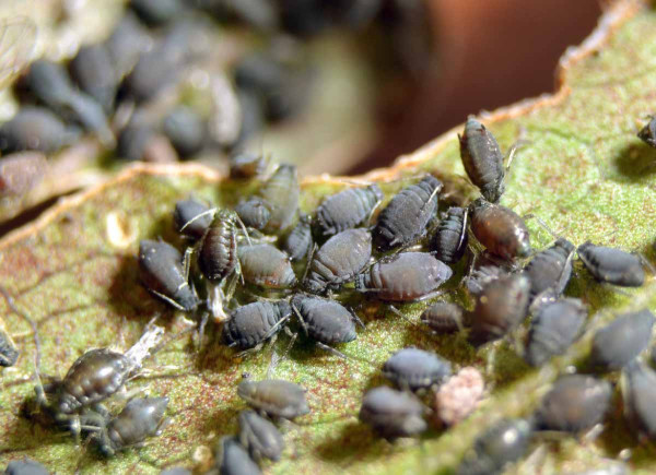 Obr. 3: Kolonie vejcorodých samiček mšice makové na brslenu