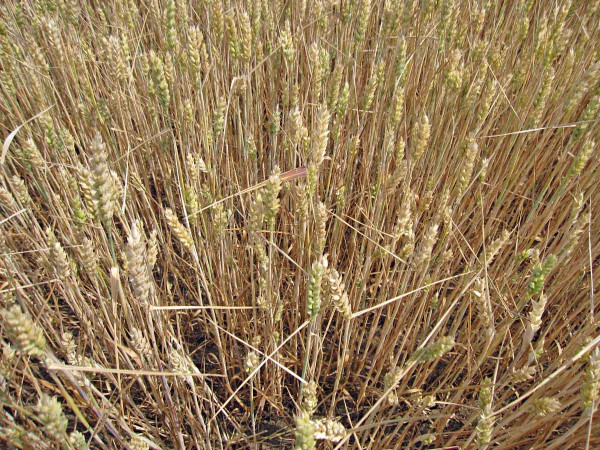 Obr. 1: Podsychání porostů pšenice a nevyrovnanost při dozrávání odnoží během déle trvajícího sucha