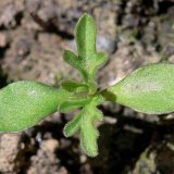 Invázne a expanzívne druhy rastlín v podmienkach Slovenska (1) - Ambrózia palinolistá