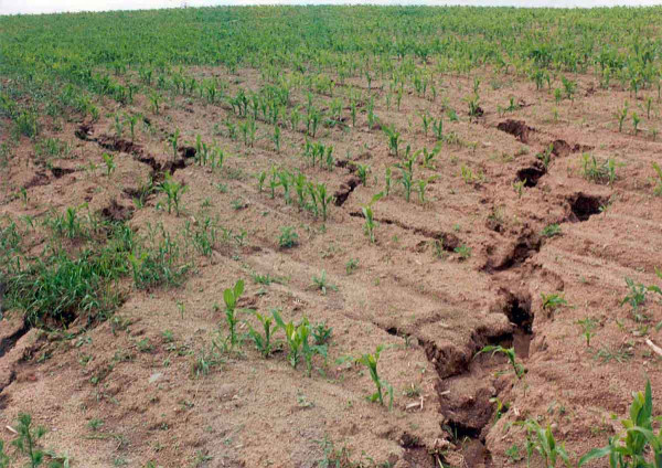 Obr. 1: Při pěstování kukuřice s využíváním konvenčního zpracování půdy může docházet při intenzivních dešťových srážkách k nevratnému poškozování půdy vodní erozí