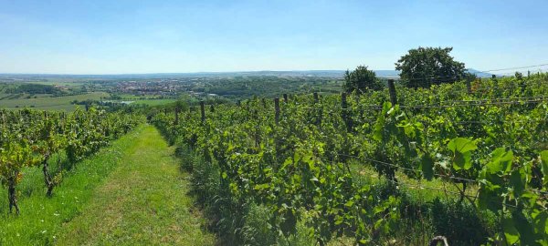 Meziřadí vinic - využití pro regionální vegetaci jižní Moravy