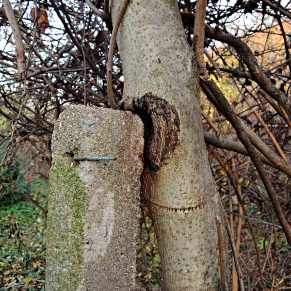 Mechanické poškození stromu