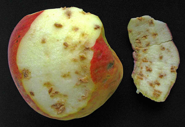 Hořká (abiotická, fyziologická) skvrnitost (pihovitost) jablek