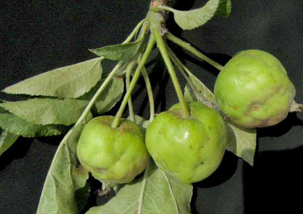Mšice jabloňová a poškození plůdků