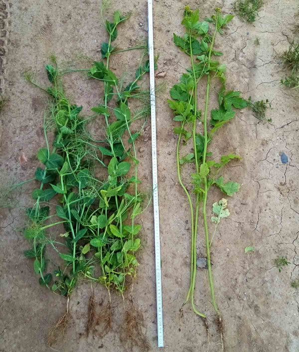 Obr. 3: Habitus nadzemní a podzemní části rostlin hrachu setého (vlevo) a hořčice bílé pěstované společně ve směsi v meziřadí chmelnice