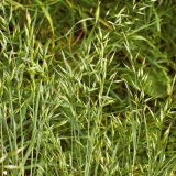 Jednoleté trávy v obilninách - rostoucí význam rezistence vůči herbicidům