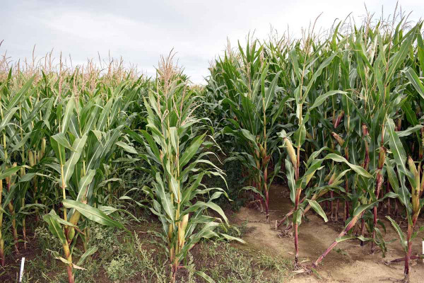 Obr. 2: Rozdíl růstu kukuřice - vlevo s podplodinou lupina bílá, vpravo kontrola (2019)