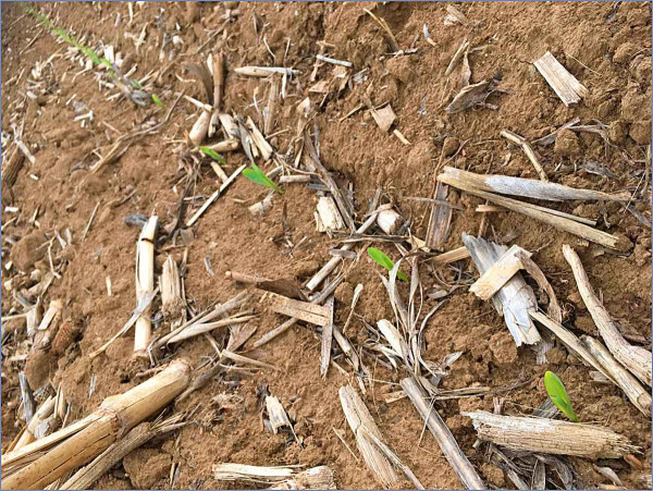Omezení vodní a větrné eroze u kukuřice  po vertikálním zpracování půdy