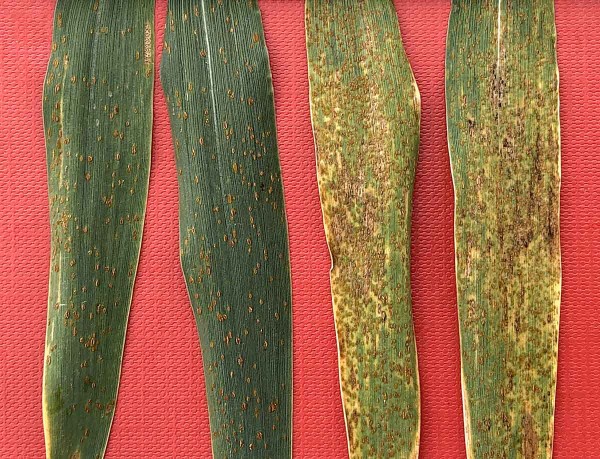 Obr. 4: Listy ozimé pšenice (Tobak) ošetřené kombinací Serenade ASO + Mero (vlevo) a kontrolní, neošetřené listy (vpravo) ve fázi růstu časné mléčné zralosti