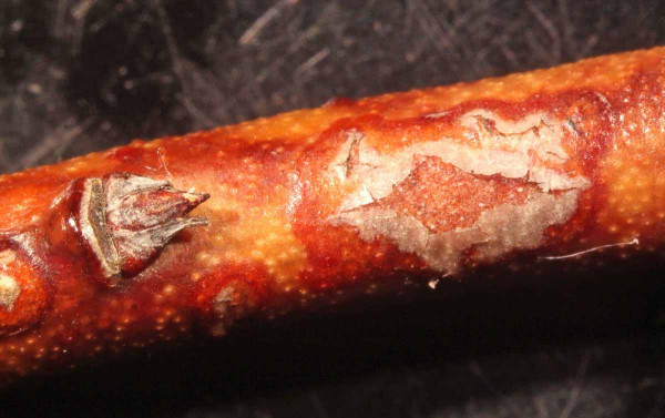 Skvrny a léze způsobené houbou Godronia cassandrae