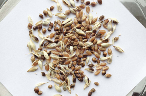 Zdravé obilky a snětivé hálky mazlavé sněti pšeničné