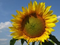 Slunečnici častěji ohrožují choroby než škůdci