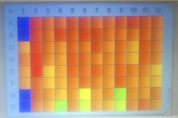 Obr. 3: Výsledky analýzy ELISA, barevná škála označuje míru absorbance měřenou spektroskopicky; každý vzorek testován ve dvojím opakování, barevná škála označuje absorbanci od 0–5, modrá = negativní vzorek, červená = silně pozitivní vzorek