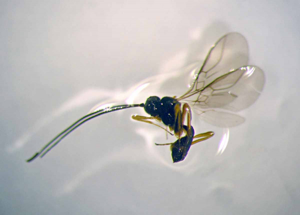 Obr. 4: Diospilus capito, klíčový parazitoid larev blýskáčků na řepce jarní