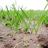 Aktuální přehled ochrany polních plodin - září, říjen a listopad 2017