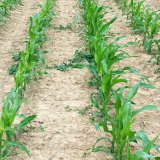 Využití přírodních způsobů pro intenzivní pěstování kukuřice
