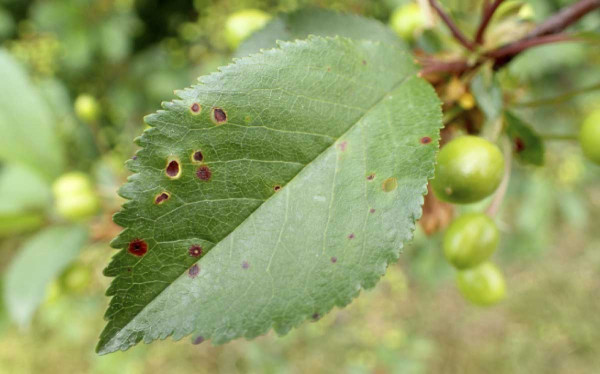 Suchá skvrnitost listů třešně se díky suchému počasí vyskytovala méně