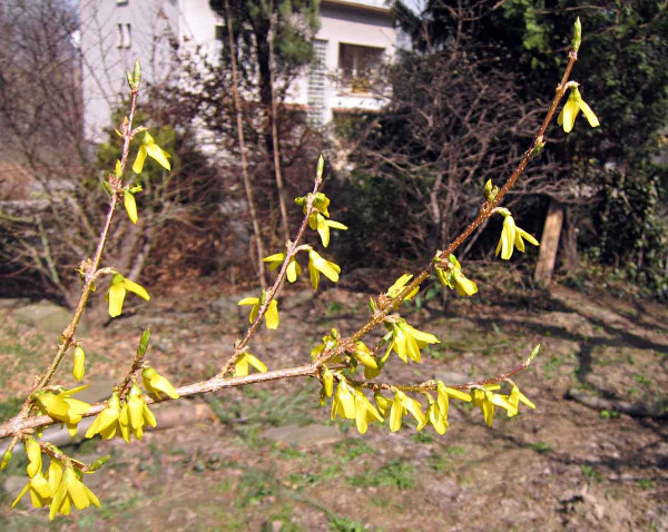 Květ zlatice prostřední se shoduje s počátkem náletu krytonosce řepkového