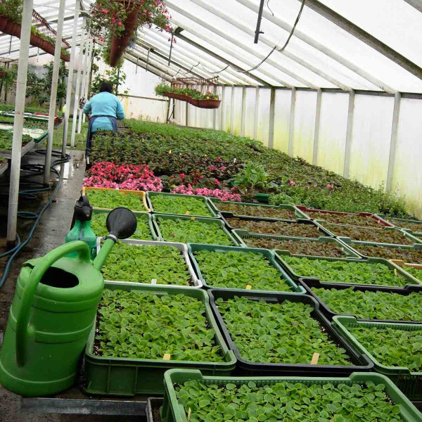Jarní výsevy ve skleníku