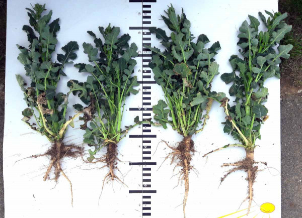 Obr. 3: Vľavo kontrola, vpravo rastlíny ošetrené v jeseni prípravkom Galleko koreň v dávke 0,8 l/ha (17. 4 .2018, ZD Senomaty)