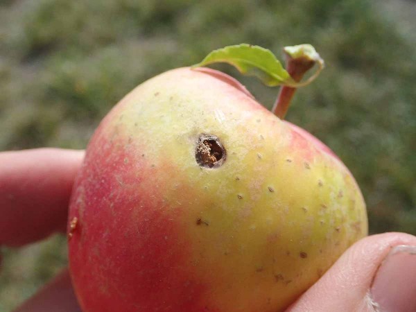 Čerstvé závrtky obaleče jablečného bylo možno nalézat i v podzimních dnech