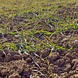 Aktuální přehled ochrany polních plodin - leden a únor 2018