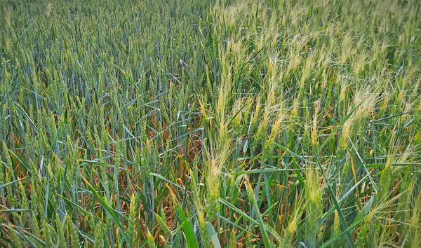 Různá citlivost odrůd pšenice k mrazu před metáním 