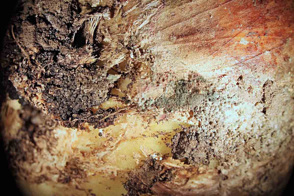 Sklerocia houby Sclerotium cepivorum
