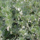 Pěstování luskovin (7) - Vikve a směsky