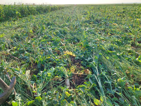 V přísuškových oblastech je vhodné ukončit vegetaci meziplodin již před zimou pro následnou jařinu; řezacími válci se na povrchu půdy vytvoří ochranný mulč (DVP Agro Rajhrad)