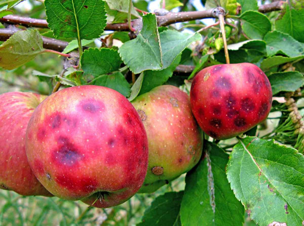 Hořká skvrnitost (pihovitost) jablek