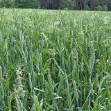 Možnosti opravných herbicidních zásahů v ozimé pšenici na jaře