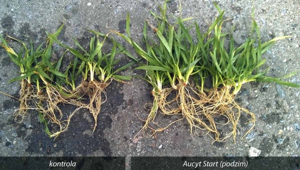 Obrázek: Rostliny ozimé pšenice ošetřené na podzim aplikací Aucytu Start, odebrané na jaře ve fázi odnožování