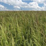 Rezistence plevelů vůči herbicidům a jak jí předcházet