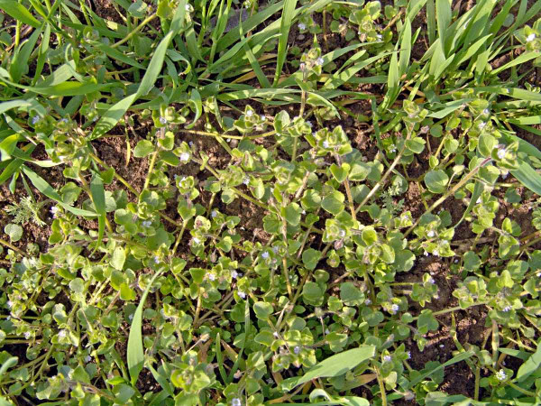 Obr. 1: Rozrazil břečťanolistý patří mezi efemerní plevele, které se vyznačuji velmi krátkým životním cyklem, který může být v teplých zimách ukončen již brzy na jaře, tedy dříve, než dojde k jarnímu herbicidnímu ošetření, které již navíc nebývá příliš účinné
