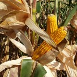 Hybridy kukuřice RAGT pro každého pěstitele