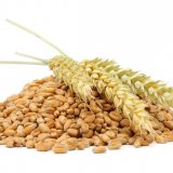 Kvalita sklizně pšenice 2018 a hodnocení nejčastěji pěstovaných odrůd