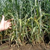 Sněti na pšenici - aktuální stav a možnosti ochrany v různých systémech pěstování
