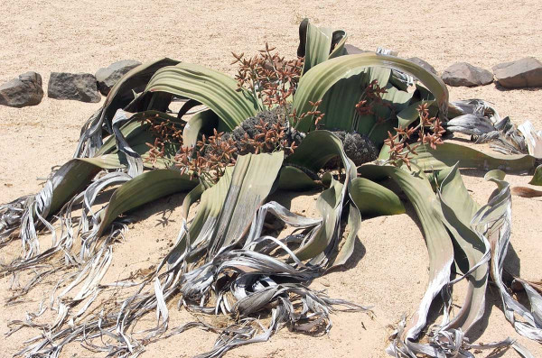 Obr. 1: Welwitschie podivná - model extrémní odolnosti vůči suchu;  je to endemit, rostlina která se nachází se pouze v extrémním ekosystému, jako je poušť Namib v Namibii, a také v Angole a v jižní Africe, je to nahosemenná rostlina, dosahuje stáří 500 až 600 let, roste v oblastech, kde spadne pouhých 20–120 mm srážek za rok, přežije i 5 let bez deště a vodu dokáže získat i z rosy a z mlhy (wikipedia.org)
