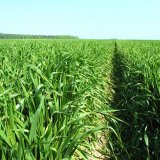 Vhodná dávka síry a termín aplikace při jarním hnojení ozimé pšenice