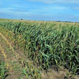 Co ovlivňuje kvalitu kukuřice pro siláž