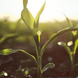 Acceleron® - moderní způsob ochrany kukuřice 