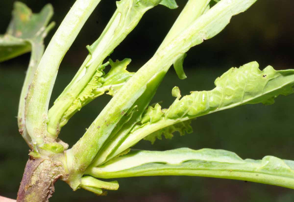 Rostlina řepky s příznaky poškození sulfonylmočovinou