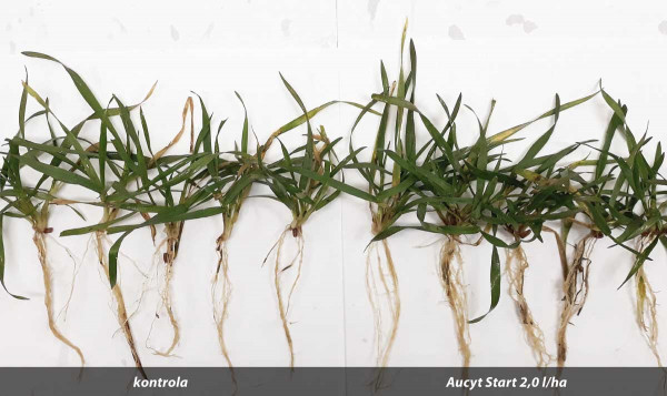 Obr. 1: Ozimá pšenice ošetřená Aucytem Start na podzim, odběr rostlin 31. 1. 2020