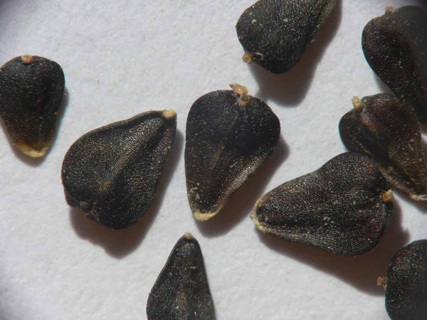 Iva voškovníková - pouva řepňolistá – semená