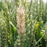 Zhodnocení ročníku 2021 z pohledu klasových fuzarióz pšenice