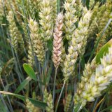 Klasová fuzária v pšenici ozimé k 15. 7. 2020 - Čechy