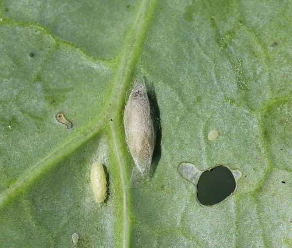 Šedý kokon D. semiclausum uvnitř kokonu zápředníčka (vpravo) a menší žlutý kokon lumčíka C. plutellae na jednom listu