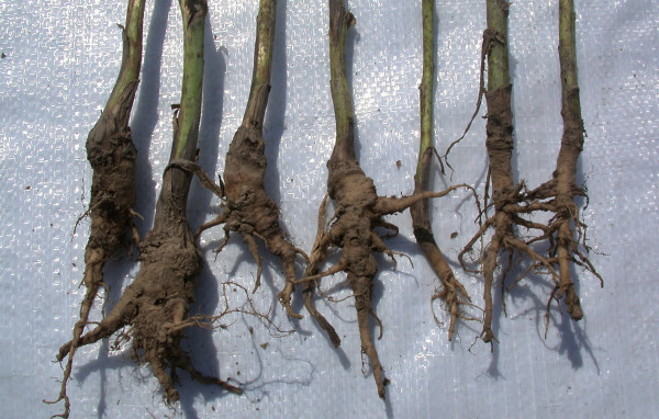 Ztluštění kořenů vlivem utužení půdy, vpravo nepoškozené kořeny