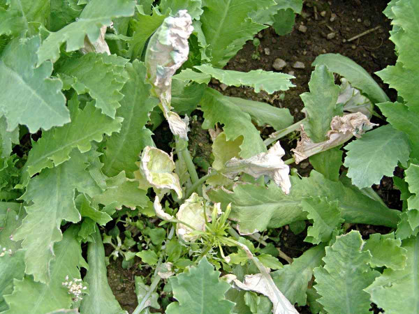 Obr. 12: Působení herbicidu Laudis (tembotrione) na výdrol řepky v porostu máku